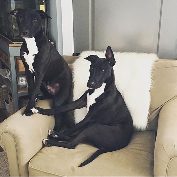 Meet your posher! - Picture 3 of 4